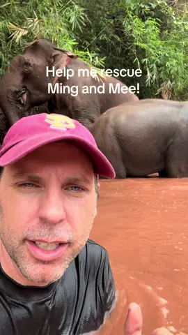 A post by @planting_peace on TikTok caption: Urgent: Help me rescue Ming and Mee from being separated forever. We are in a race against the clock. Ming, the baby, is going to be sent to China. Momma Mee is going to be sent back to a logging camp. No mother should have her child taken from her. Not only will they be separated forever, but they will spend the rest of their days in chains if we don’t rescue them first.   The good news is we're partnering with @Lek_chailert , and we have an amazing place at Save Elephant Foundation Laos where they both can call home forever. There, they will get to live out the rest of their days in peace.  You can help rescue Ming and Mee by donating to their gofundme in my bio. Our site: PlantingPeace.org/Venmo: plantingpeace333. Thank you! - Aaron/Planting Peace #PlantingPeace #fsu #rescue #elephantrescue 