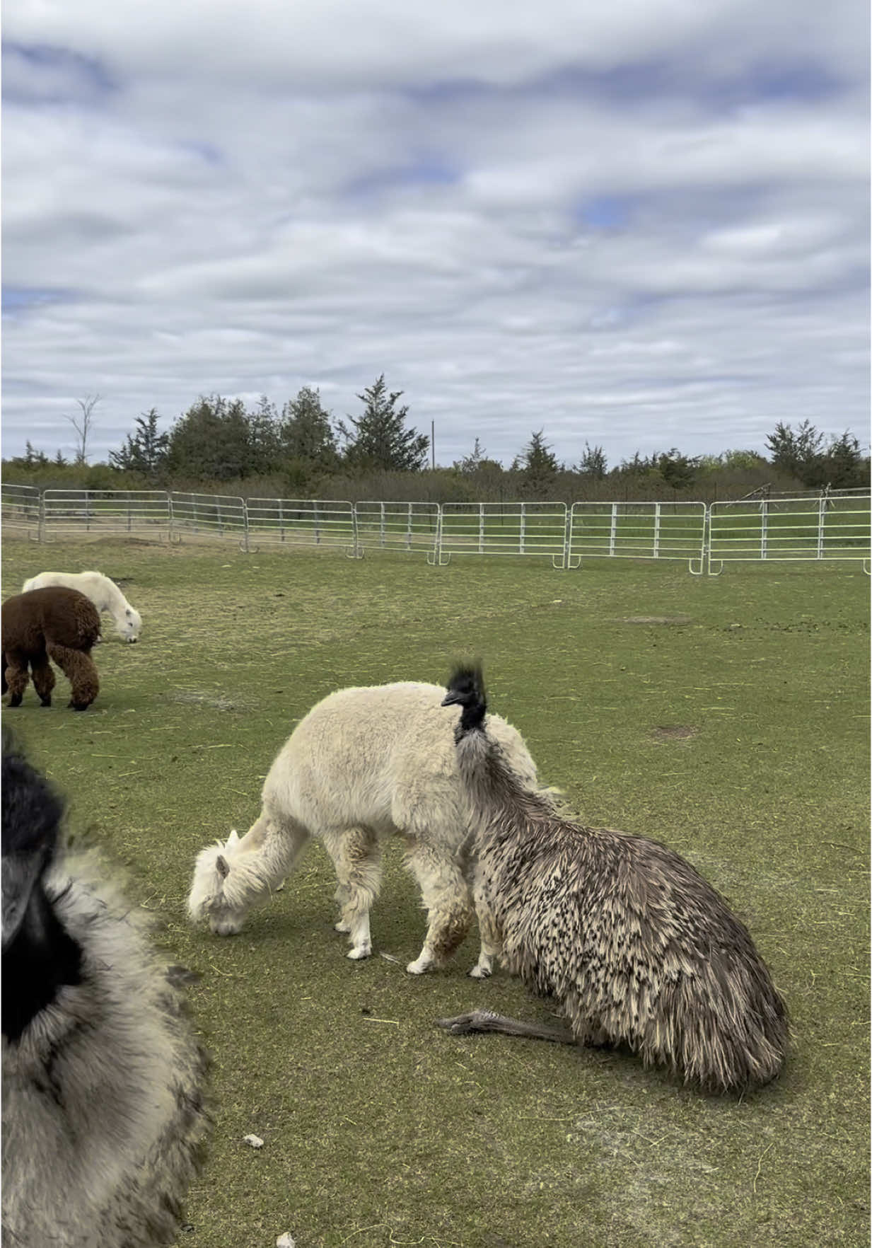 A post by @useless_farm on TikTok caption: Also, please have HR send out the personal space webinar to Glenn with two n’s