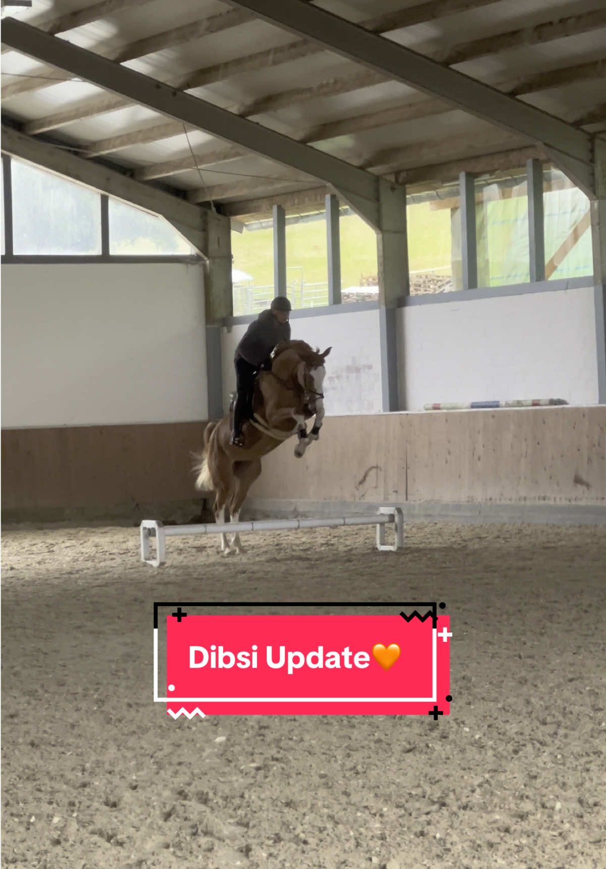 A post by @bellaxhorses on TikTok caption: Dibsi ist entwickelt sich sooo gut🥹🧡 #bellaxhorses #horseslover #showjumpinghorse #horsegirl #equestrianlife #pferdeliebe #pferdemädchen #equestrianlove #horsesoftiktoktok #stablevlog #younghorses #jungpferdeausbildung 