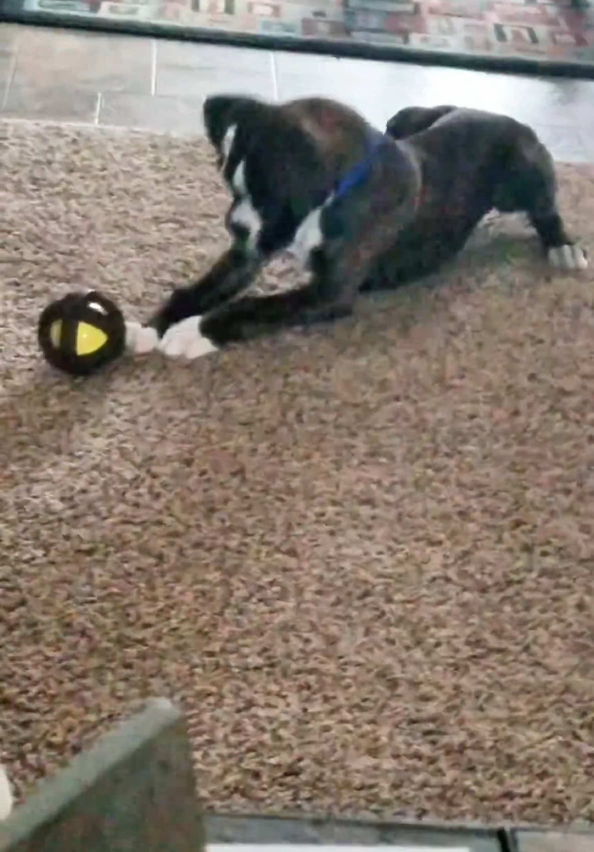 A post by @therxckstxr on TikTok caption: Dog Teaching a Ball How to Bounce! 😂 by RxCKSTxR #fyp #funnyanimals #americasfunniesthomevideos #dogsoftiktok 