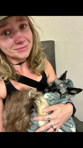 A post by @clevyr_creatures on TikTok caption: It is with a heavy heart, I let you all know that our vet has helped Tokala cross the rainbow bridge…  Toki was such a special little fox, and left paw prints on the hearts of SO many people all over the world…  Our sweet boy even had us very own viral video recently, and he captured the hearts of so many more people…  I knew, that with an autoimmune disease that Toki wouldn’t have a normal lifespan, but I did not expect to say goodbye today… his little body was just to weak… he didn’t have the energy to fight… he was ready to let go…  This is a part of the reality of living your lives with animals… but it doesn’t make the pain any less…  I know you all will be grieving with me…  We have chosen to have his remains cremated, and will receive a sachet of his fur and a plaster paw print to remember and honor the space he holds in all our hearts…  Tokis final expenses today came to a total of $345  Please consider contributing to cover these costs…  #ClevyrToki was lovingly sponsored by Alicia L.  🔆 Clevyr Creatures is a 501(c)(3) non-profit domestic fox sanctuary. All donations are tax deductible. EIN 99-0469439 🔆 We are completely dependent on the public for donations to do what we do here! If you cannot donate, please interact! Leave comments, like, and share our posts!  🔅links to donate can be found on our website in our profile bios! We will also leave the links in the first comment below this post!  🔅Venmo: @ ClevyrCreaturesFoxSanctuary 🔅PayPal: @ Clevyr 🔅Cashapp: $ ClevyrCreatures 🔅Mailed donations:  Clevyr Creatures Fox Sanctuary 429318 state highway 3 Unit 97 Rattan Oklahoma 74562 #clevyrfoxes #fox #foxes #petfox #redfox #foxrescue #foxsounds 
