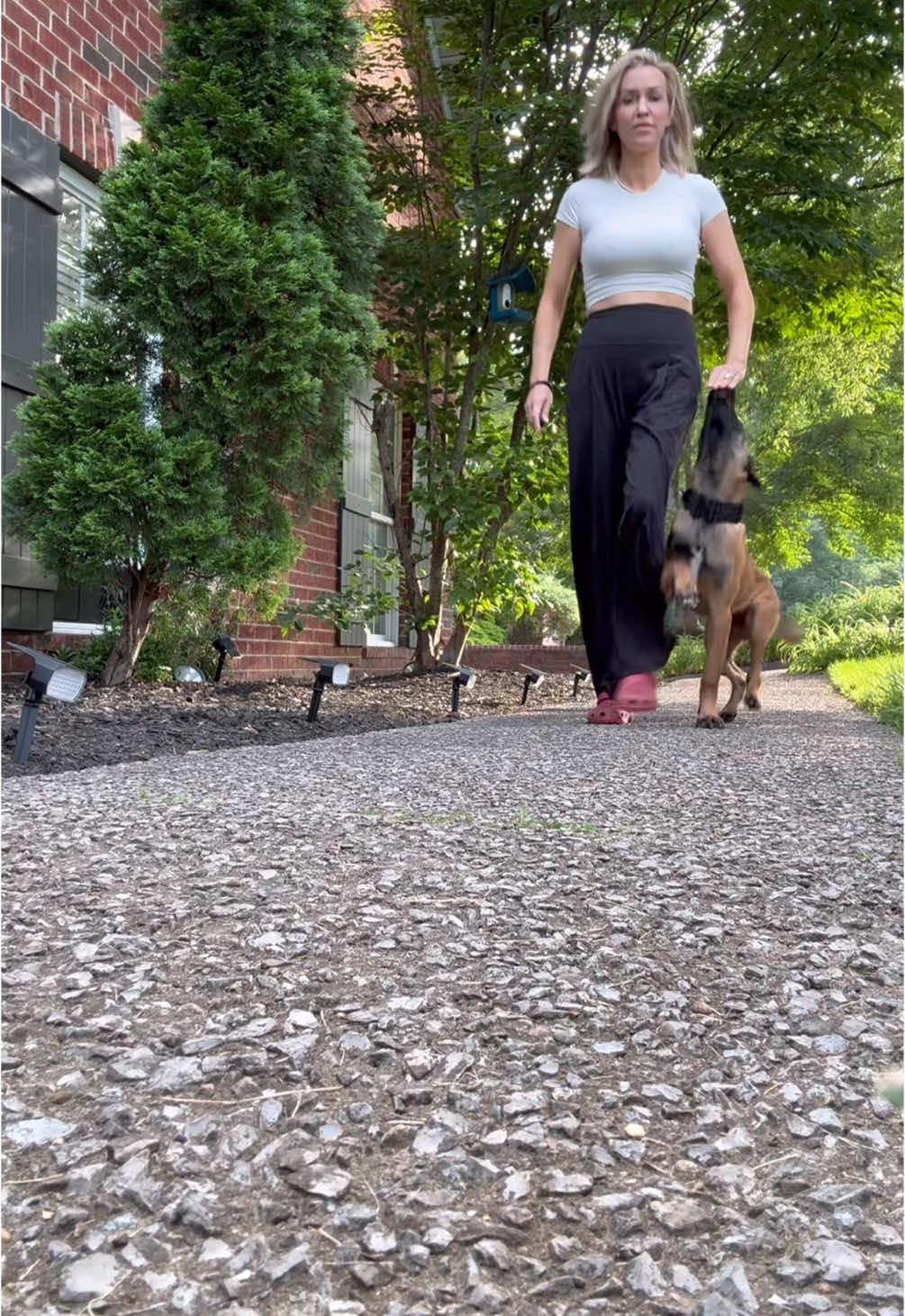 A post by @maligatormom on TikTok caption: I love that my dogs get me outside everyday 🐕 ❤️ #malinoispuppy #malinoistraining #dogtraining #dogtrainer #malinoisoftiktok 
