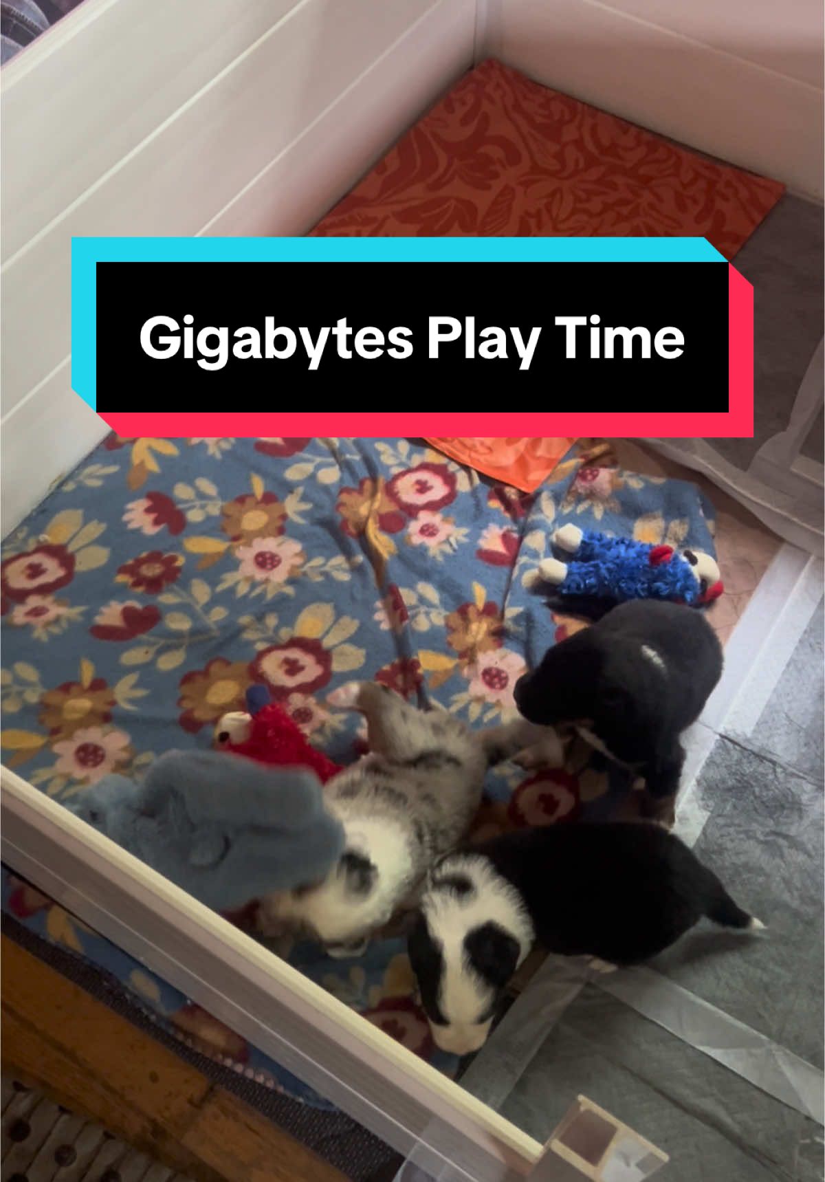 A post by @telltaleaussie on TikTok caption: Sorry not sorry for the puppy spam that will takeover this page for the foreseeable future. I might be obsessed with them 🎮👾#gigabytes #australianshepherd #aussieswithtails #undockedaussie #puppyculture #telltaleaussie #aussie #skyquakeaussies #puppyraising 