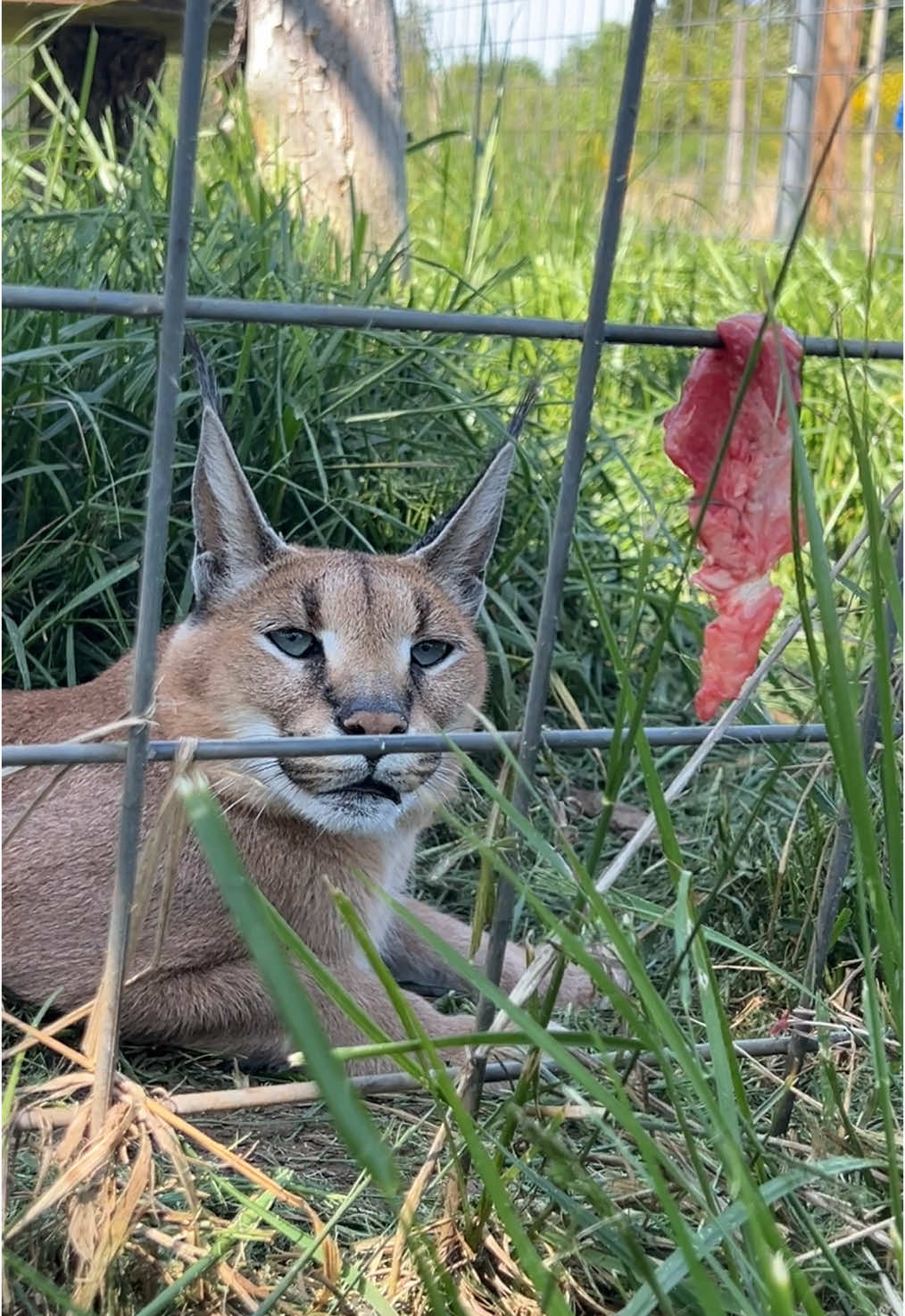 A post by @wildcatridgesanctuary on TikTok caption: Caracal Finnegan at snack time 🥩. He loves to keep the keepers on their toes with his signature slaps and sneak attacks. Did he make you jump? 🫣 This is one example of why we always use tongs and remain a safe distance from the fence when feeding and interacting with our residents. Wild cats are unpredictable and NOT PETS.  #caracal #notapet #feedingtime #sanctuary #nonprofit #CatsOfTikTok #wildliferescue #safetyfirst 
