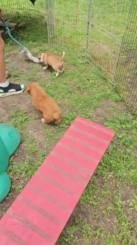 A post by @hollabackbullies on TikTok caption: Tell me you're a Prism puppy without telling me you're a Prism puppy 🤣 #puppy #staffordshirebullterrier  #crazy  #love #funny 