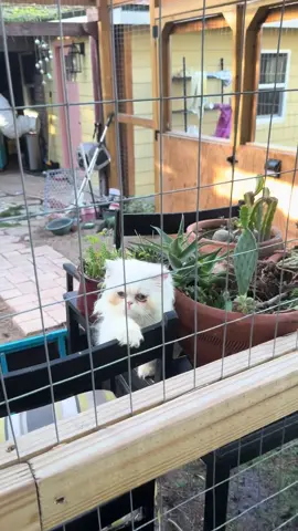 A post by @ragstorichesanimalrescu on TikTok caption: My plant grew a weird flower #fyp #foryou #foryoupage #rescue #rescuekitten #kitten #kittens #follow #followus #rescuecat #rescuekittenoftiktok #wisp #kittenlove #staystinky 