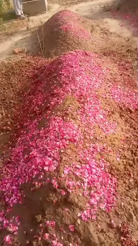 A post by @chahsanvirksab on TikTok caption: 🥲🥲🥲🥲#🥲🥲🥲🥲 😭😭😭😭😭