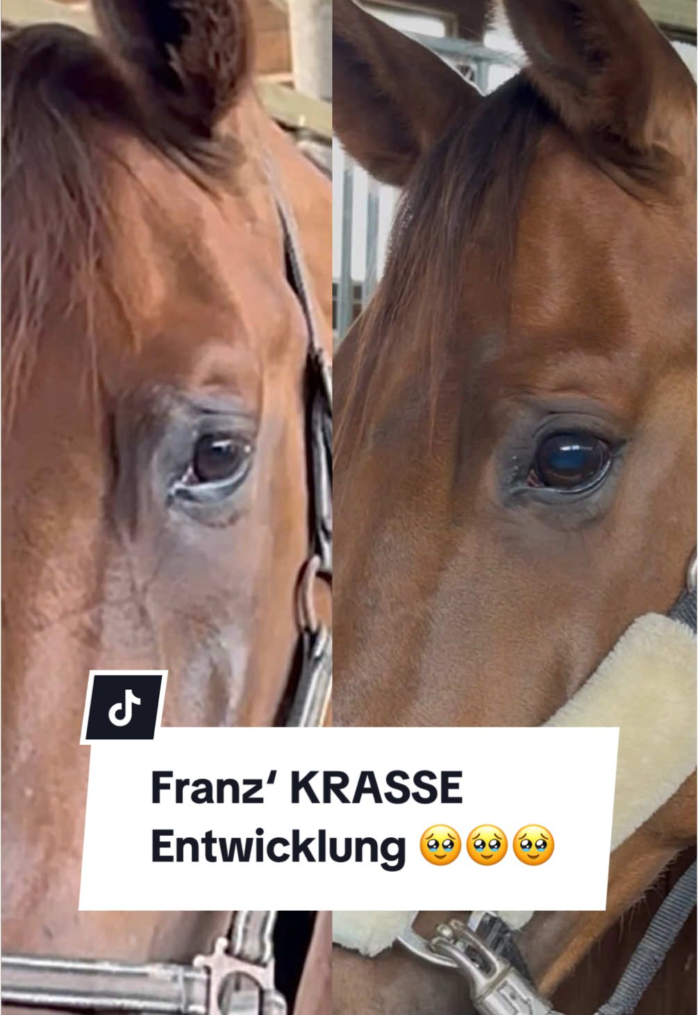 A post by @franziundfleur on TikTok caption: Vorher/Nachher Auge, Muskelaufbau & Reiten 🥹🫶🏻 Anderes Pferd einfach geworden 😍 IG: franziskaelea #pferd #pferde #vorhernachher #glowup #reitsport #franziundfleur #franziskaelea #franziundfranz #fuchsliebe #pferdemädchen #pferdeliebe 