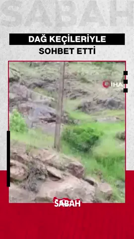 A post by @sabah on TikTok caption: Bayburt'ta bir vatandaş, Üzengili köyü yakınlarında rastladığı dağ keçilerine uzaktan seslenerek, yol tarif etti.  O anları kayda alan vatandaş, dağ yamacındaki keçileri "Aşağı inmeyin, düşersiniz" diyerek uyardı. Cep telefonu kamerasına yansıyan görüntüler, yüzlerde tebessüm oluşturdu.