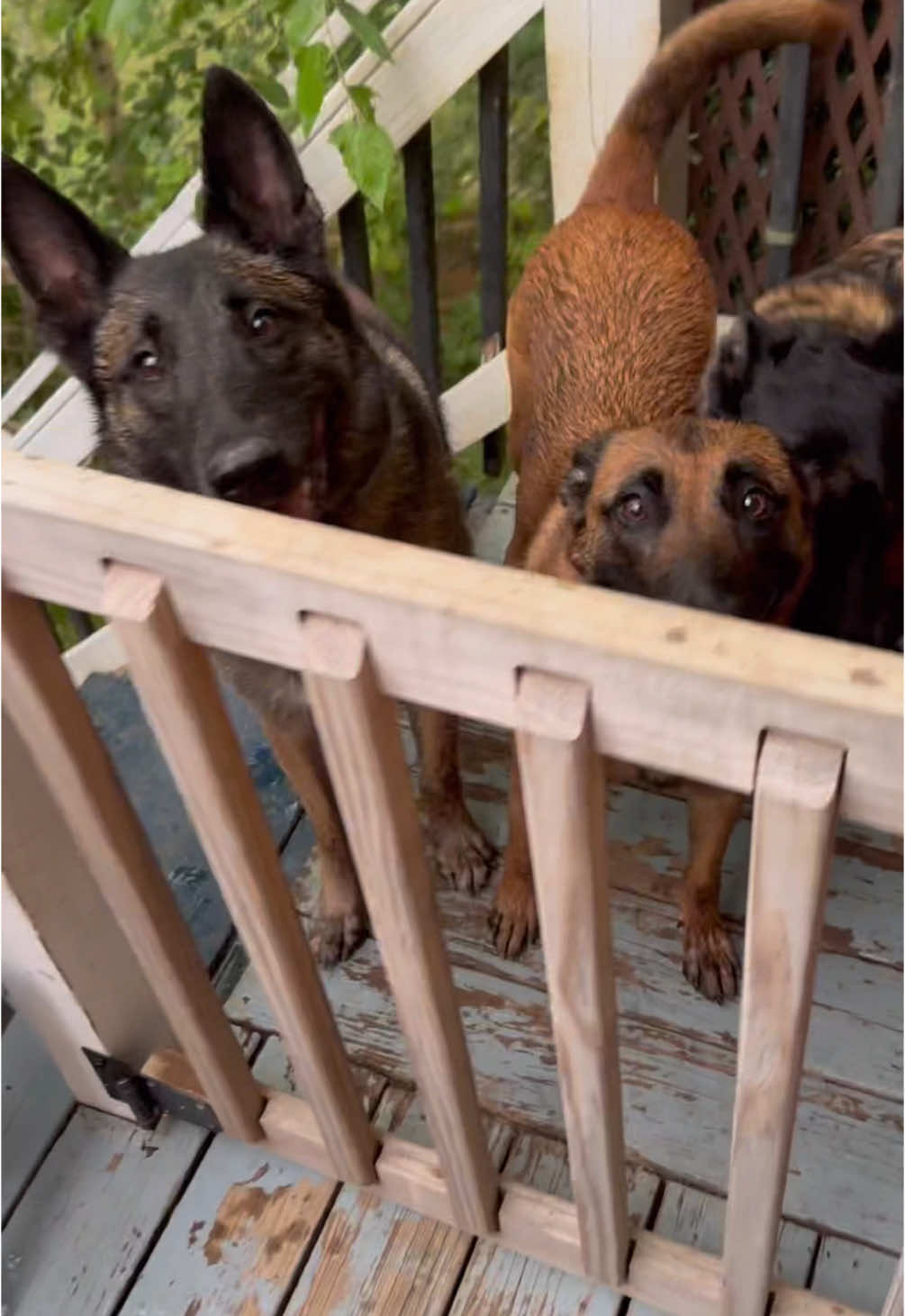 A post by @maligatormom on TikTok caption: Calling in the dogs #malinois #dogsoftiktok #malinoispuppy #doglover 