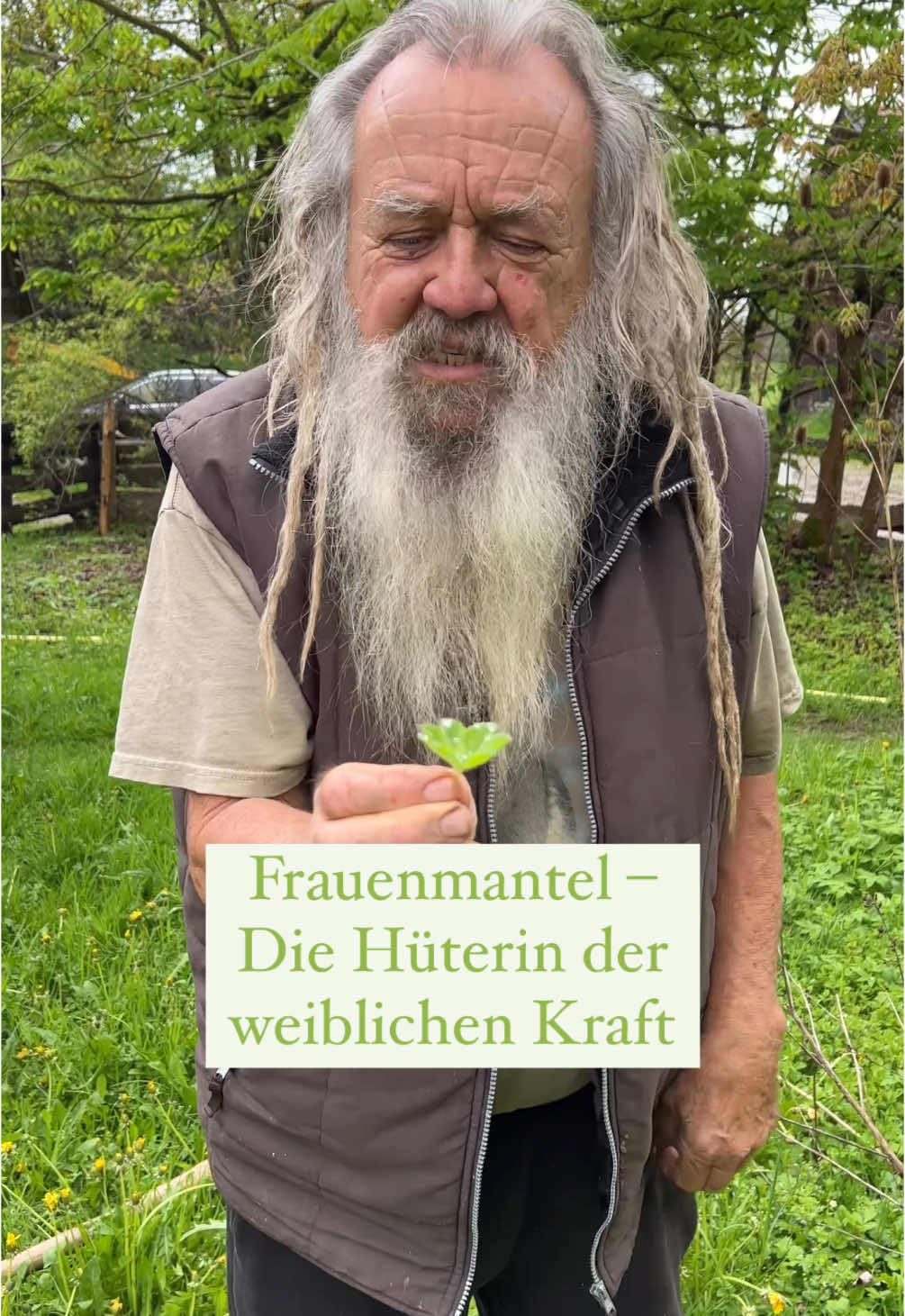 A post by @wolfdieterstorl on TikTok caption: Der Frauenmantel, in dessen Blättern man oft glitzernde Tauperlen findet, wurde von den Alchemisten zur Herstellung des »himmlischen Wassers« benutzt; daher stammt sein lateinischer Name Alchemilla.#🌱🐺 #gesundheit #natur #pflanzen #kraft