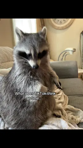 A post by @hereforthelaughter on TikTok caption: What does TikTok think of me. First sound was this! #tiktok #raccoon #salem 