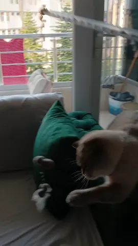 A post by @tullayyy2 on TikTok
