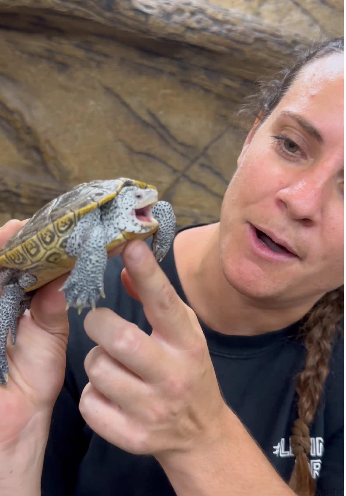 A post by @thereptilezoo on TikTok caption: This is one Feisty Terrapin😅 The way he just seems like he wants to bite anything in sight is the cutest thing ever to me🥰 He is not afraid and is not backing down from anything or anyone😂
