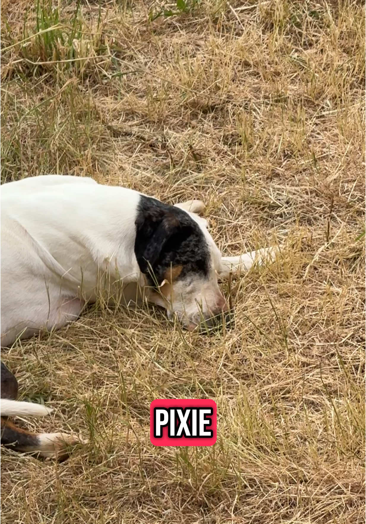 A post by @theasherhouse on TikTok caption: Pixie can hear just fine lol I love her so much ❤️