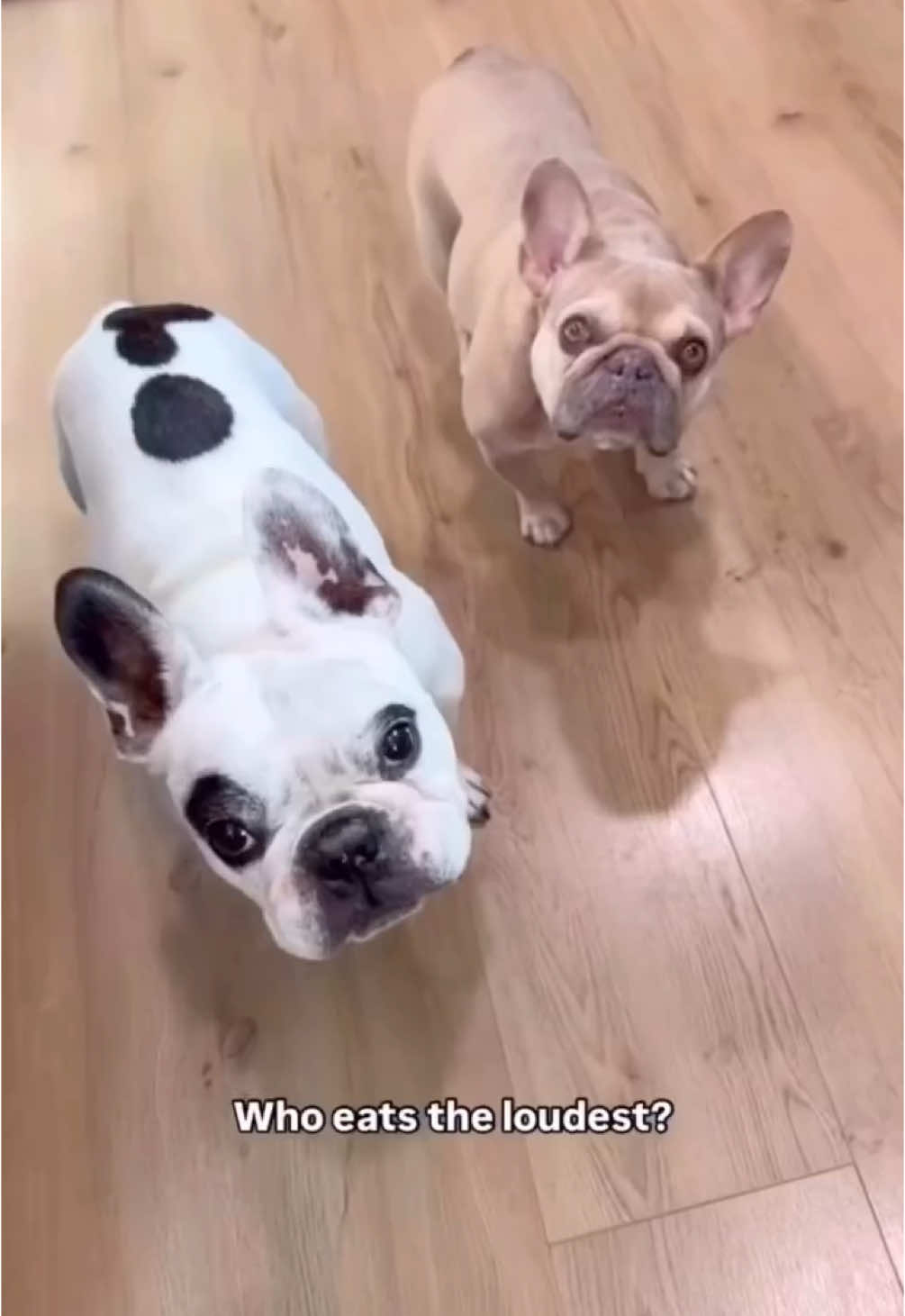 A post by @waltergeoffrey on TikTok caption: Who eat’s @The Farmer’s Dog the loudest? Funny thing is I am so unbothered when I hear them eating, but if I were to hear a human eating, it would drive me insane.  Link in bio for 60% your first box and FREE SHIPPING. #thefarmersdog #tfd #tfdpartner #dogfood #healthydog #healthyfood #eathealthy 