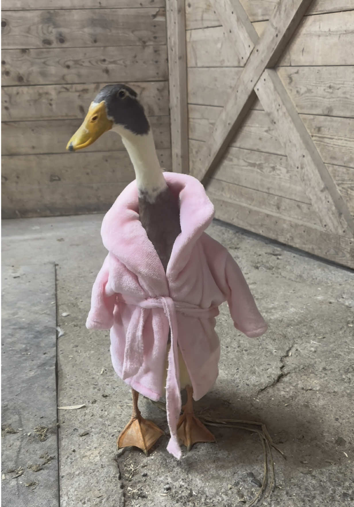 A post by @useless_farm on TikTok caption: Omg Paul we all saw your entire duck