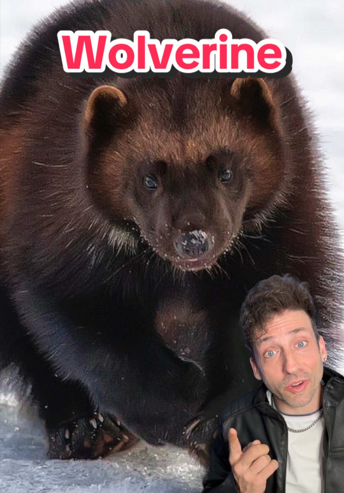 A post by @oddanny on TikTok caption: The Wolverine is built different #wolverine 