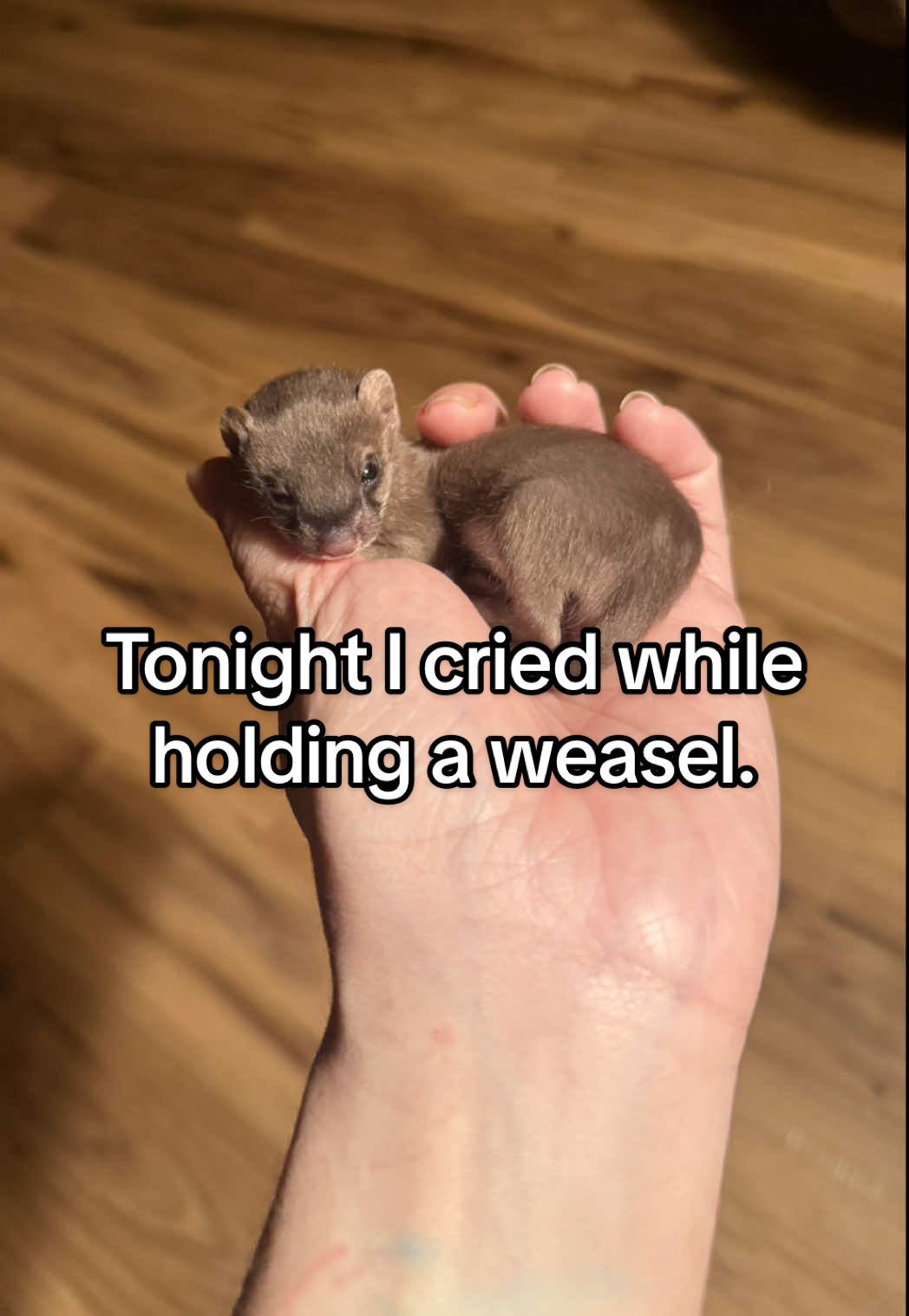 A post by @arcticfoxdaily on TikTok caption: I was due for this year’s mid-season breakdown. 🥺 #wildliferehab #weasel #fox #animals #bittersweet #fyp 