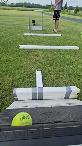 A post by @hollabackbullies on TikTok caption: the prop in the 3rd segment 🤣 perfection ❤️  #flyball  #fun #boxturn  #staffordshirebullterrier #crazy 