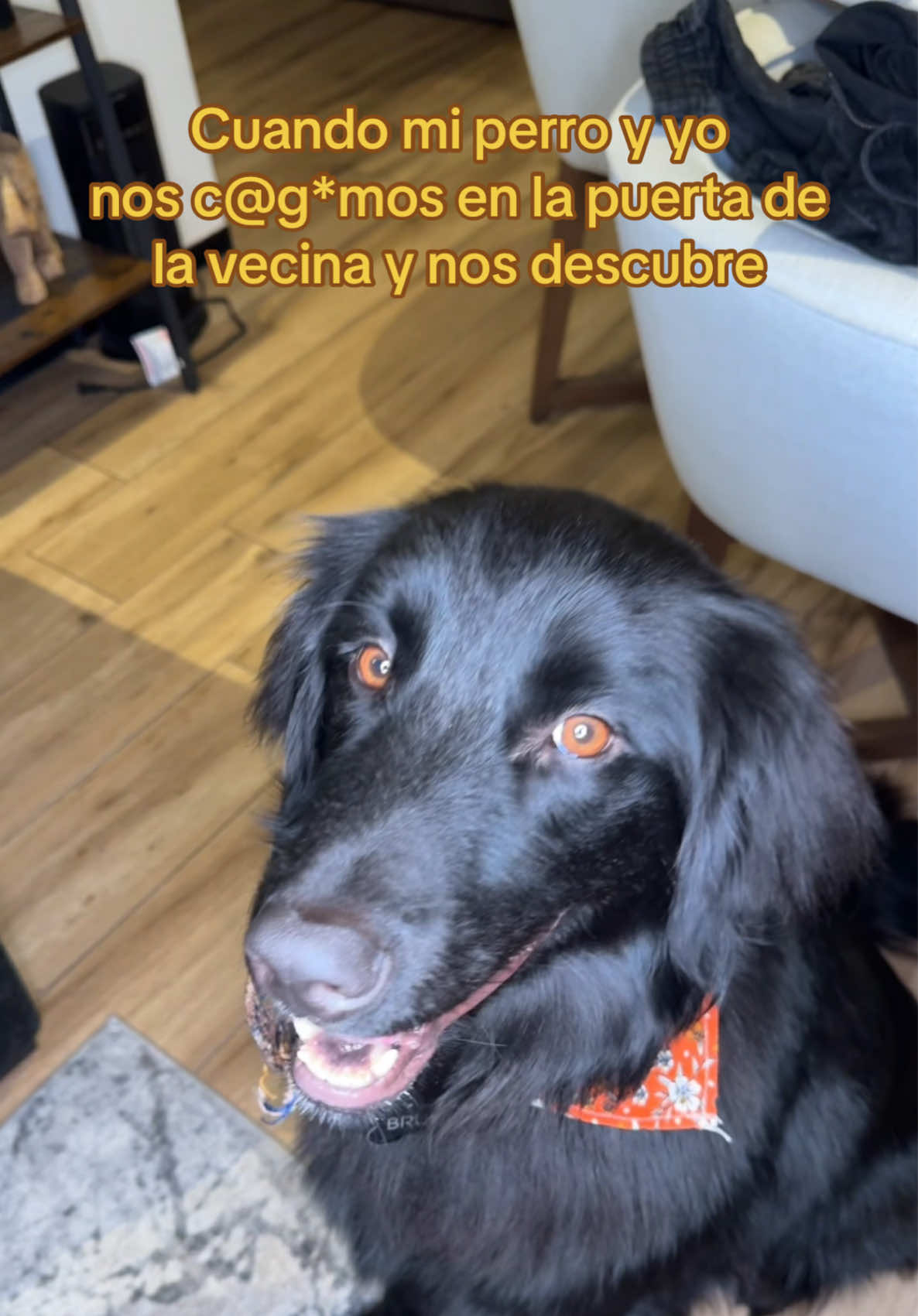 A post by @nosoychaparro on TikTok caption: Que lo culpen a él no a mí 👀 #comedia #humor #perro 