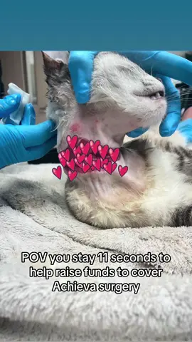A post by @ragstorichesanimalrescu on TikTok caption: Please consider donating $1 link in bio on how to help #fyp #foryou #foryoupage #rescue #rescuekitten #kitten #kittens #follow #followus #rescuecat #rescuekittenoftiktok #wisp #kittenlove #staystinky #medicalcase #animalrescue #nonprofit #taylorswift #jellyroll #viral #interact #help 