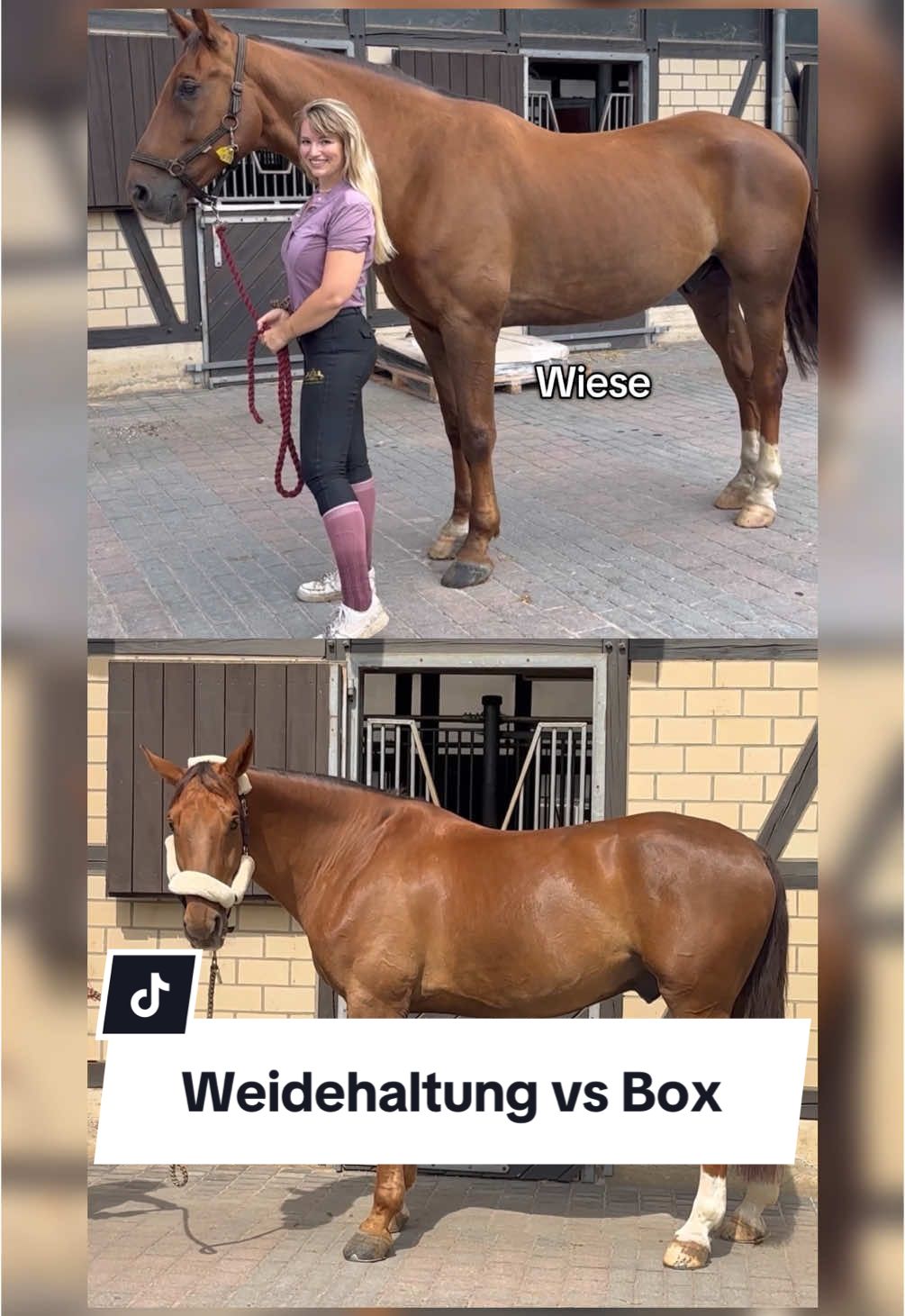 A post by @franziundfleur on TikTok caption: Offenstall vs Box - wie haltet ihr eure Pferde? IG: franziskaelea  #offenstall #boxenhaltung #pferd #sportpferd #dressurpferd #entwicklung #franziundfleur #franziskaelea #sportstall 