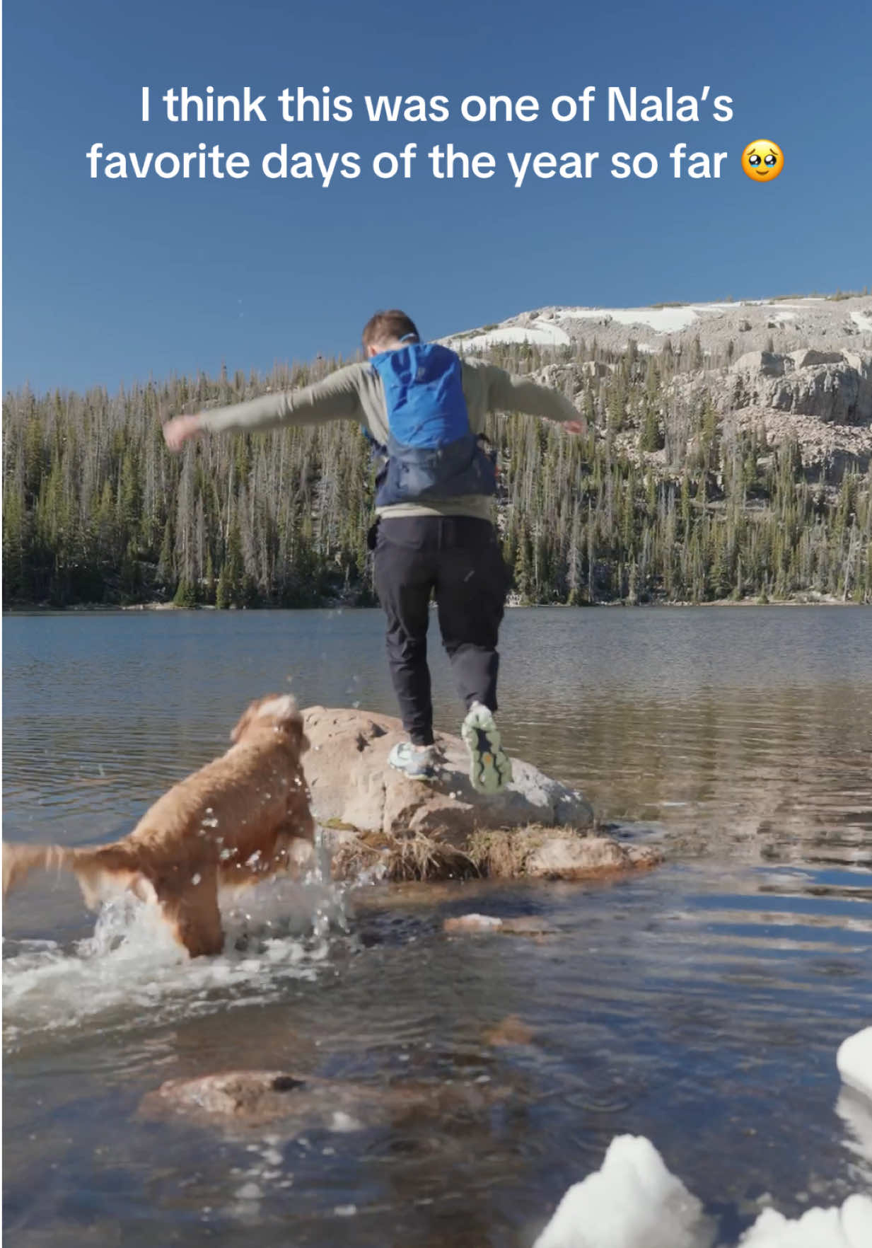 A post by @adventuringwithnala on TikTok caption: Stomps, swims, zoomies, snow, rolling in fish smells- all the elements of Nala’s perfect day 🫶🥰