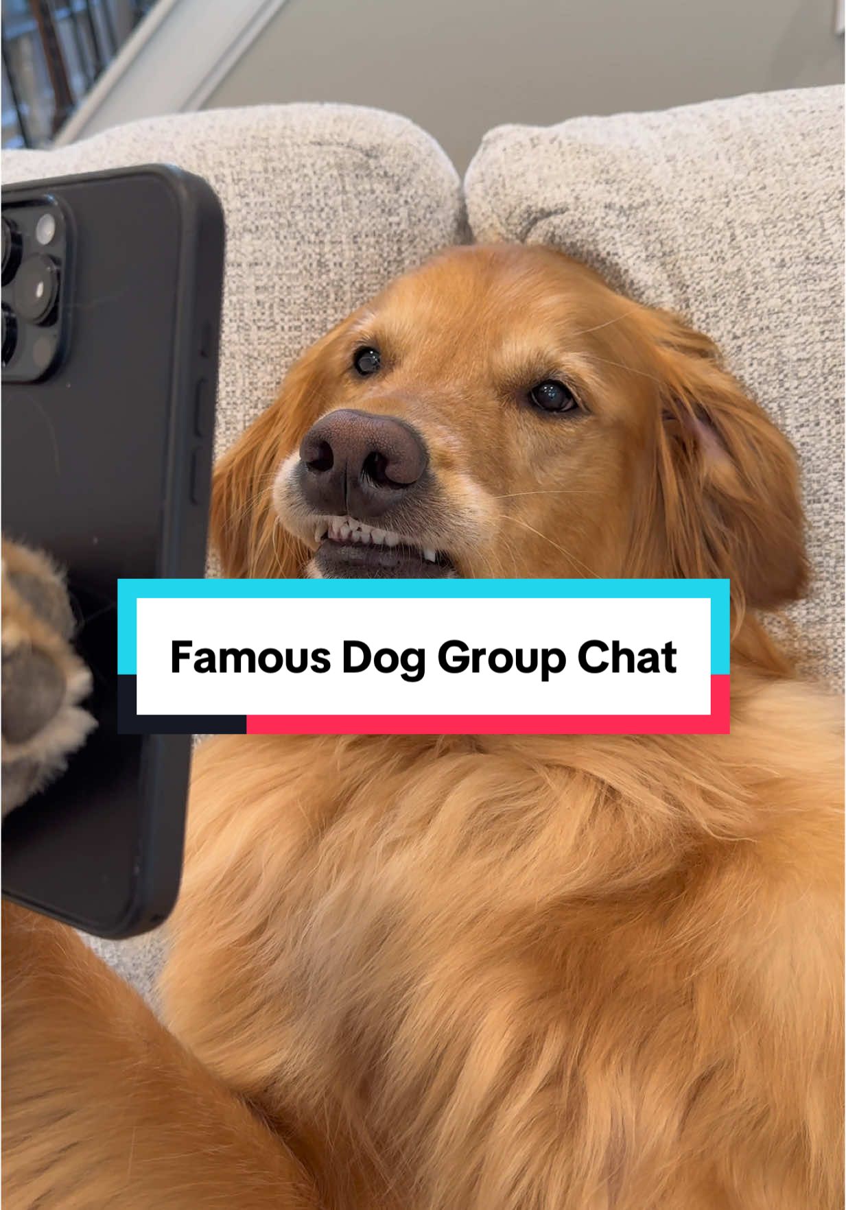 A post by @aguyandagolden on TikTok caption: 3 famous dogs in a group chat…what could go wrong?