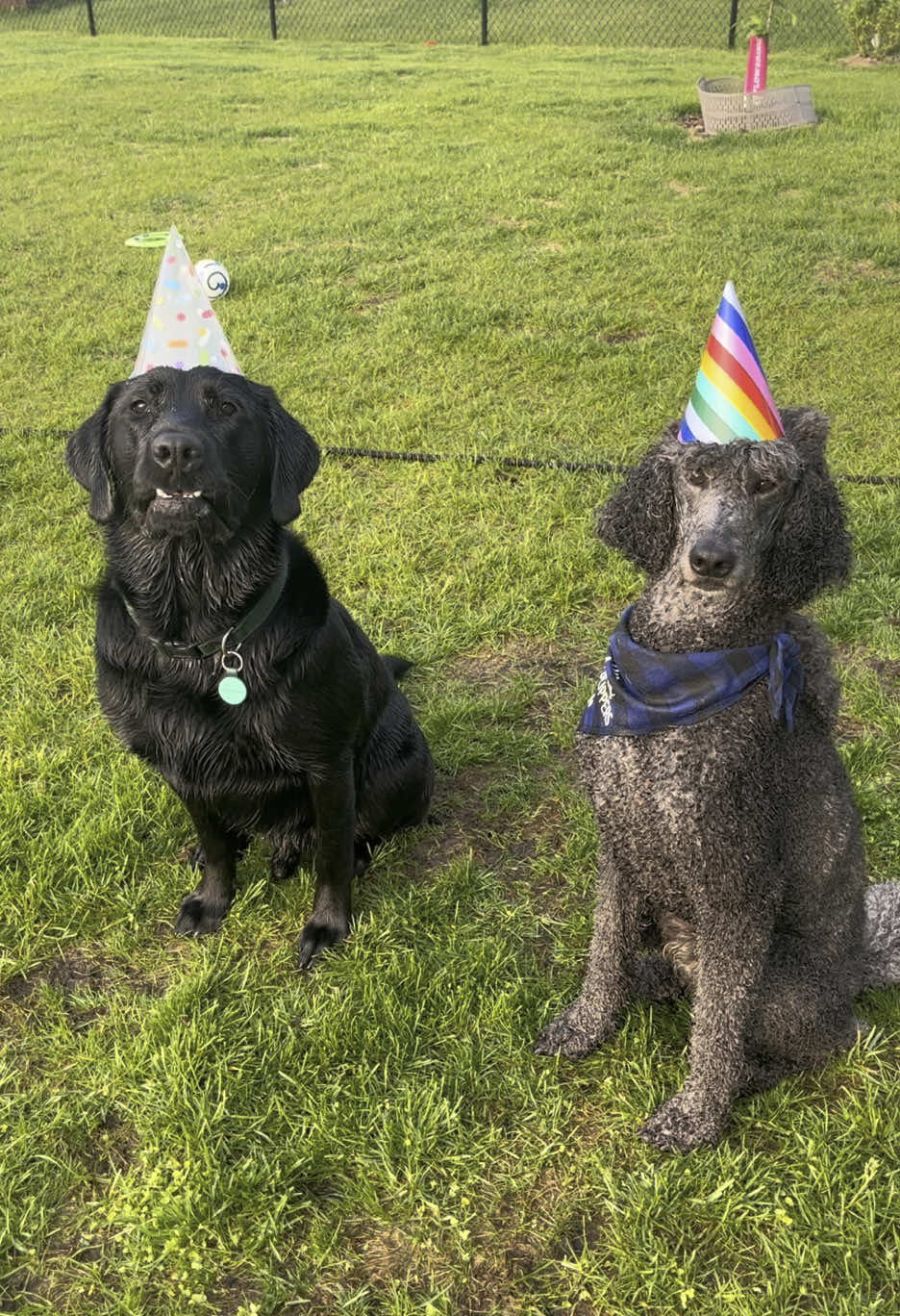 A post by @servicedog626 on TikTok caption: Happy 5th Birthday to the bestest boy in the whole world! Thank you @Carter & Roo , @Spitfire.standards , and @Elijah & Stink 🧷🍉  for coming out with all of his friends to help us celebrate!  #birthdayboy #dogbirthday #dogbirthdayparty #dogsoftiktok #standardpoodle #labradorretriever #goldenretriever #happybirthday #poolparty 