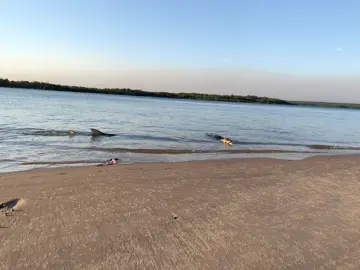 A post by @mattwrightau on TikTok caption: Great day for a swim