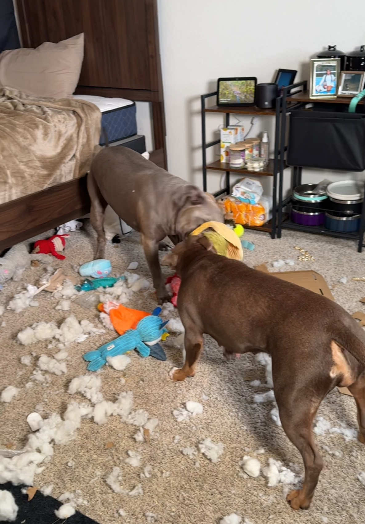 A post by @reignstormpit on TikTok caption: Their room is completely destroyed. The mess never ends with these two! Lets clean, organize and restock Reign and Snoh’s bedroom 🧺🧹🧽🐾🧸 #dogsoftiktok #clean #organize #organizedhome #asmr #asmrsounds #restock #momlife #cleaningmotivation #reignstormpit #viral 