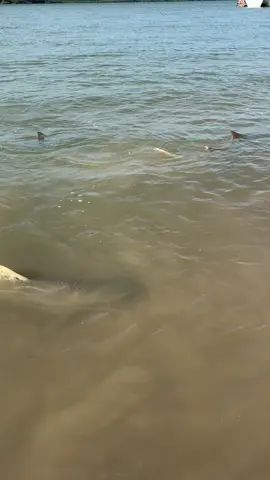 A post by @mattwrightau on TikTok caption: Sharks are hungry @Mia Thomas 
