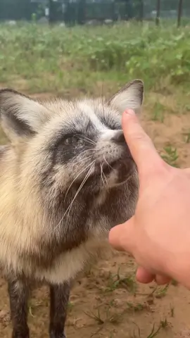 A post by @clevyr_creatures on TikTok caption: Who needs a foxy “pick me up” today?  I know I do… join us to see Merlin, Ambrose, Victoria, Kinzie, Burg, & Mykko romp and play together!!!  🔆 Clevyr Creatures is a 501(c)(3) non-profit domestic fox sanctuary. All donations are tax deductible. EIN 99-0469439 🔆 We are completely dependent on the public for donations to do what we do here! If you cannot donate, please interact! Leave comments, like, and share our posts!  🔅links to donate can be found on our website in our profile bios! We will also leave the links in the first comment below this post!  🔅Venmo: @ ClevyrCreaturesFoxSanctuary 🔅PayPal: @ Clevyr 🔅Cashapp: $ ClevyrCreatures 🔅Mailed donations:  Clevyr Creatures Fox Sanctuary 429318 state highway 3 Unit 97 Rattan Oklahoma 74562 #clevyrfoxes #fox #foxes #petfox #redfox #foxrescue #foxsounds  #ClevyrVictoria is sposnored by Nanette B.  #ClevyrMerlin is sposnored by Ted B.  #ClevyrAmbrose is sponsored by Fei L.  #ClevyrMykko, #ClevyrKinzie, & #ClevyrBurg need sponsors!