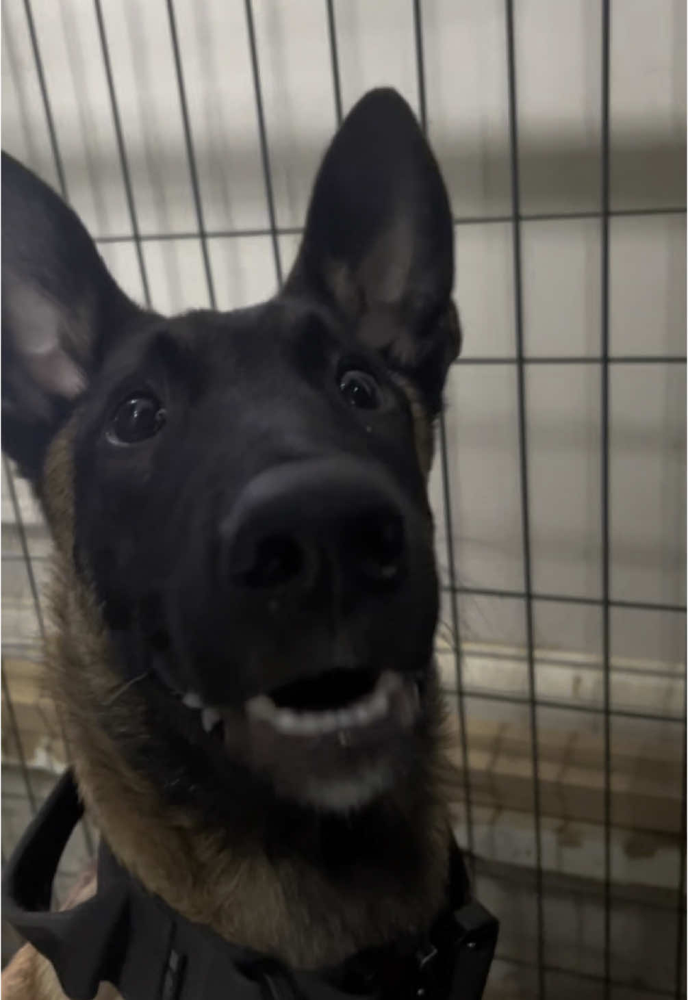 A post by @maligatormom on TikTok caption: Just give me the food, lady! #malinoispuppy #teethclatter #malinois #malinoistraining #workingdog #dogsoftiktok 