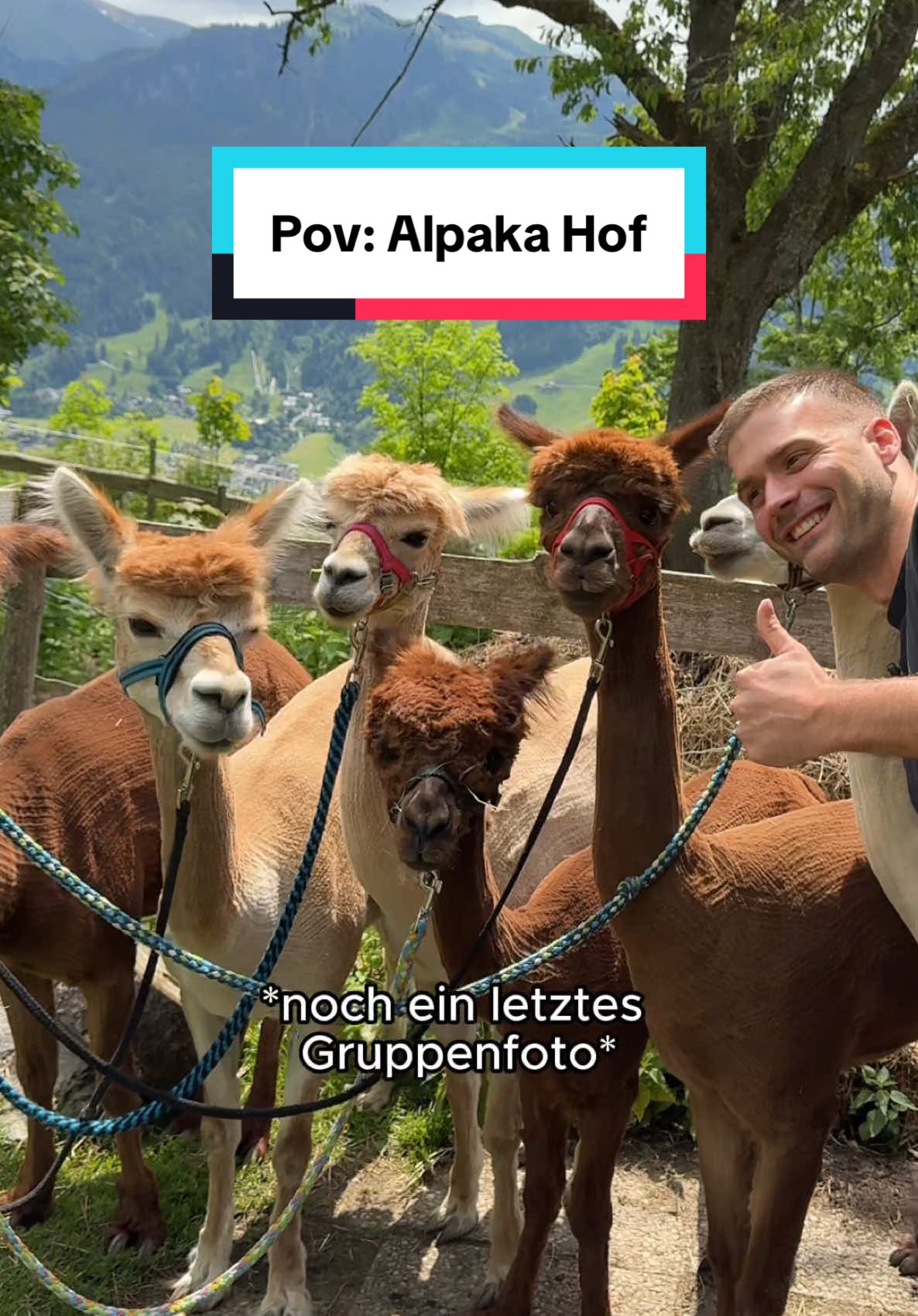 A post by @nico_spedicato on TikTok caption: Filou und ich werden wohl keine besten Freunde mehr🥲👌🏻 das Eisbein spür ich immernoch  #comedy #alpaka #hof #Wandern 