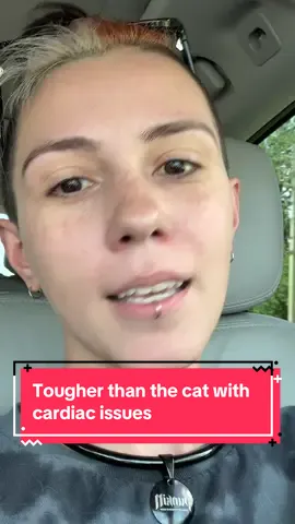 A post by @skylarcalico on TikTok caption: A beef tallow moment. #cats #petcare #catcare #toughguy #makeitmakesense 