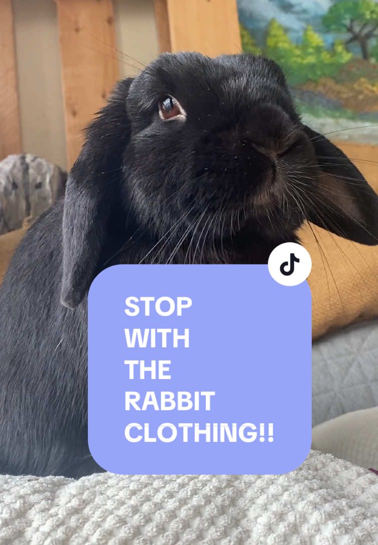 A post by @hazelnut_the_bunny on TikTok caption: please share. I will continue to speak out about this. STOP RISKING YOUR RABBITS LIFE FOR “CUTE PICS”. Pretty please! Today I’m calling out @thumpybunny  #CapCut #rabbitclothing #rabbitclothes #bunnyclothes #bunnyclothing #bunnydressup #freeroambunny #bunnycaretips 