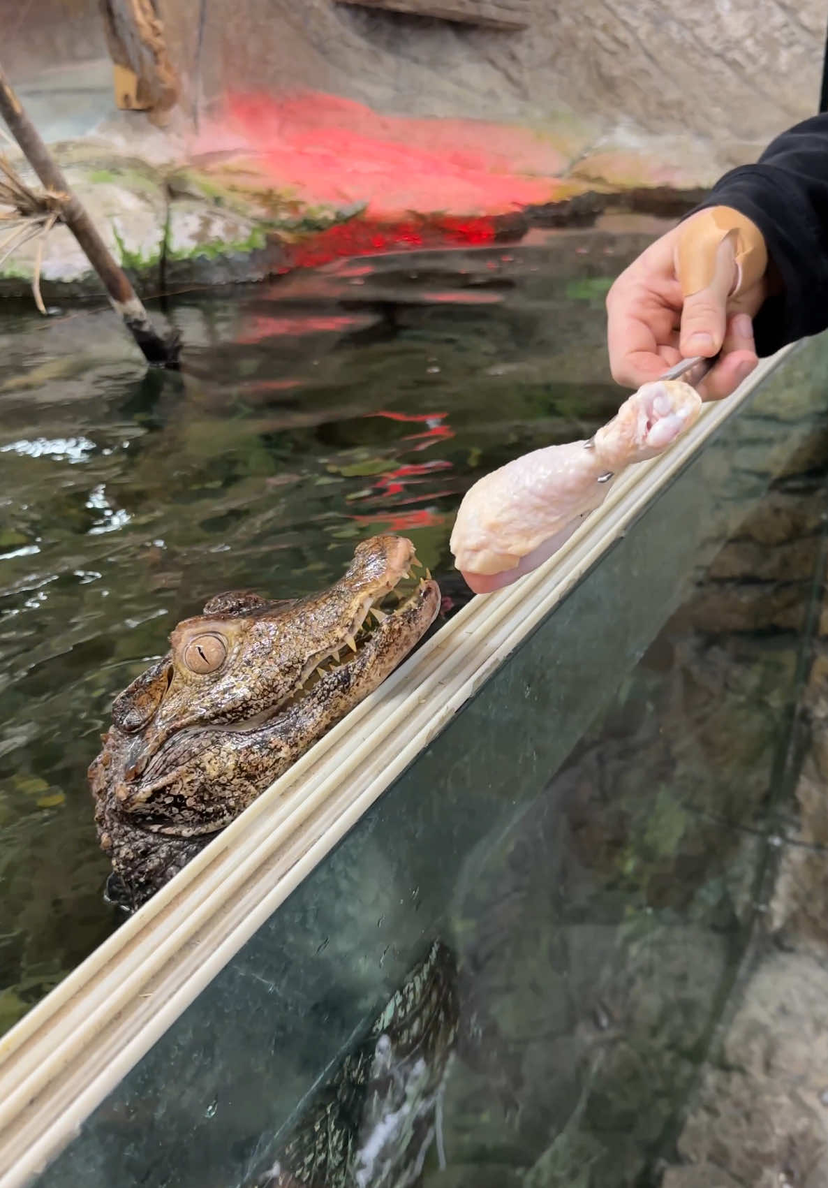 A post by @thereptilezoo on TikTok caption: Got myself some chicken and some crocodilians😁 What else does a girl need?😅 These tow are dwarf caiman and they come from the crocodilian family just like alligators and crocodiles🙌