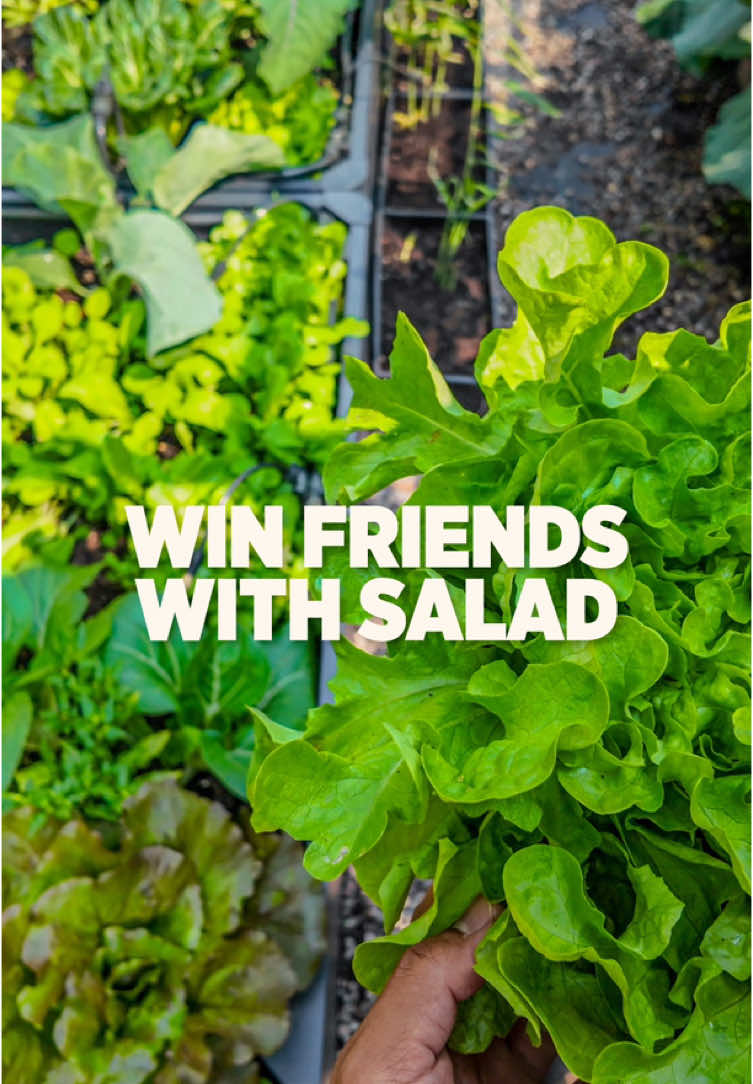 A post by @plantedinthegarden on TikTok caption: "You don't win friends with salad" Homer Simpson would change his tune if he tasted this crunch straight from the garden🤌 #youdontwinfriendswithsalad #homegrownsalad #gardentoplate #thesimpsonswerewrong #freshgreens #growyourown #fypシ゚ 