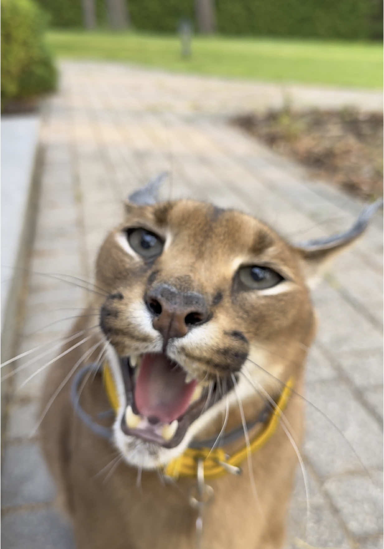 A post by @pumbacaracalofficial on TikTok caption: Pumba is happy to see you!