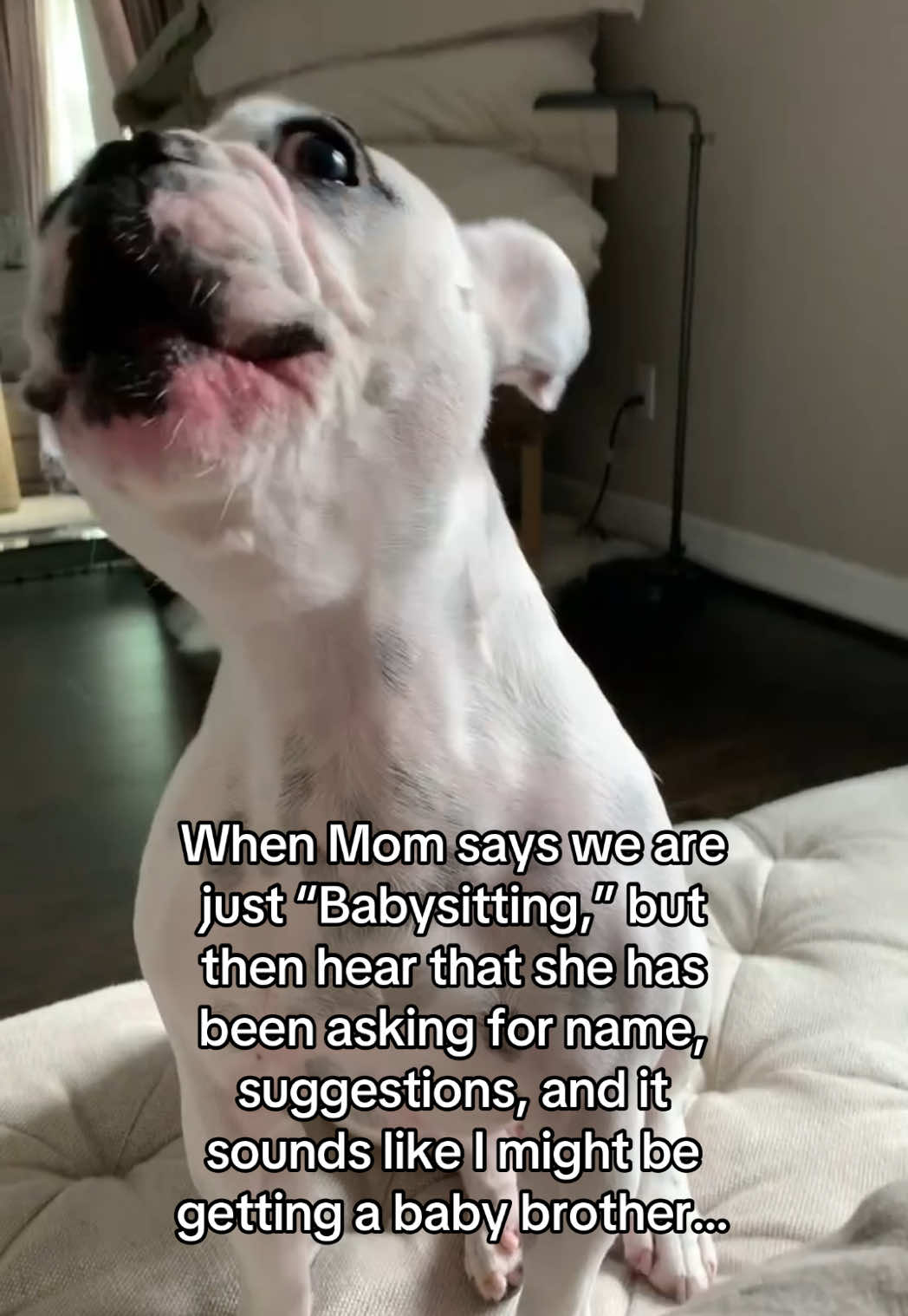 A post by @waltergeoffrey on TikTok caption: How could she do this to me?! 😒 #frenchbulldog #frenchiesoftiktok #frenchiehumor #bigbrother #newpet #dogmom #waltergeoffreythefrenchie 