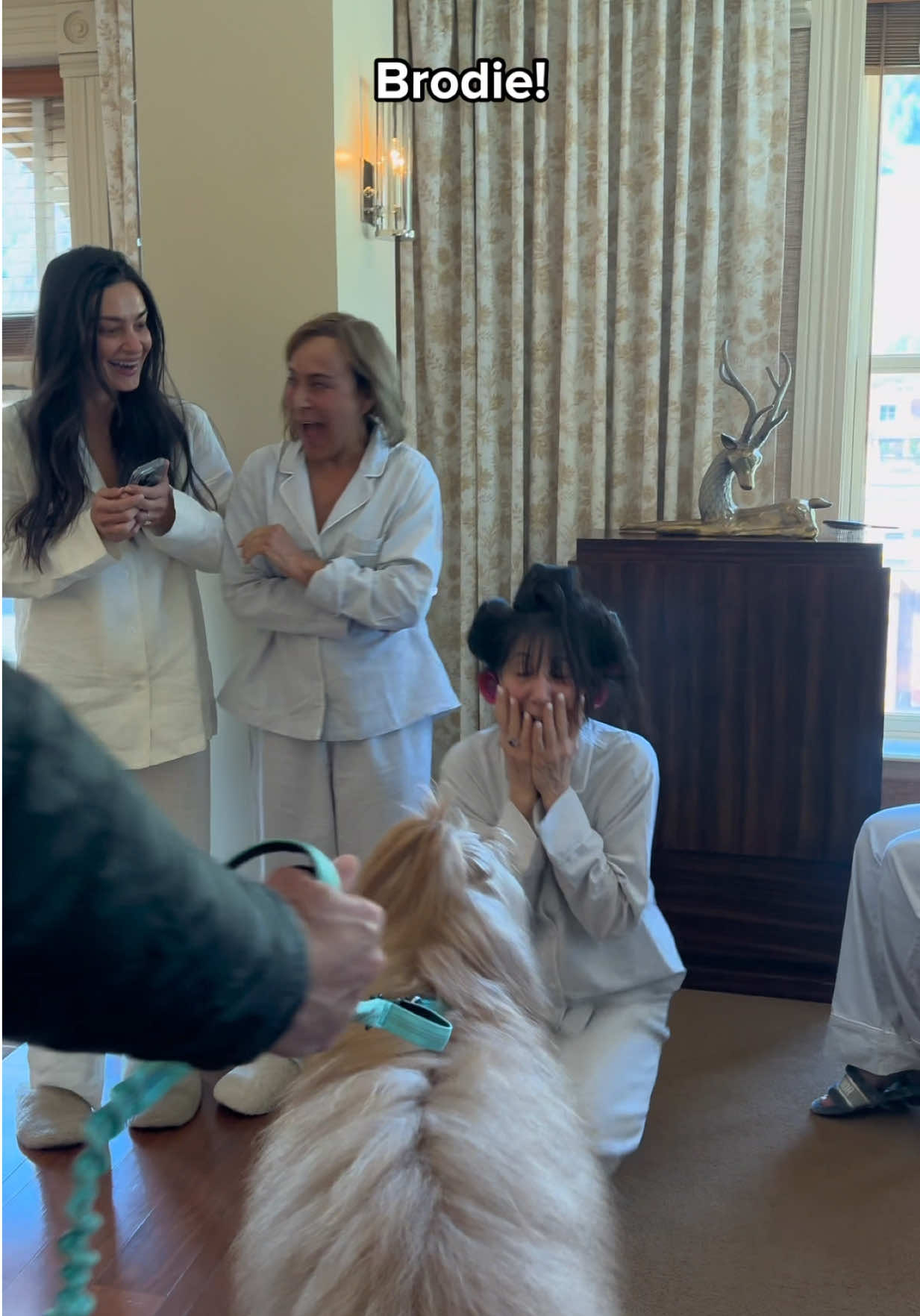 A post by @brodiethatdood on TikTok caption: We got a DM from the sister of the bride explaining their mom is a HUGE Brodie fan, and it would be the best wedding gift ever if we could stop by. 15 minutes later Brodie was in the Bridal Suite 🐻🍾 #weddingday #surprisegift #goldendoodle 