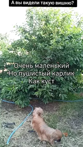 A post by @lena_postoeva on TikTok