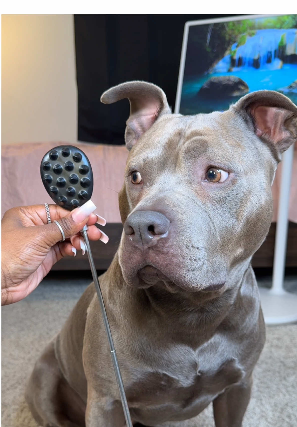 A post by @reignstormpit on TikTok caption: He asked for a massage with a coconut oil rub down, so I gave him one. 🥥🐾💙 #asmr #asmrsounds #relax #cute #dogsoftiktok #massage #foryou 