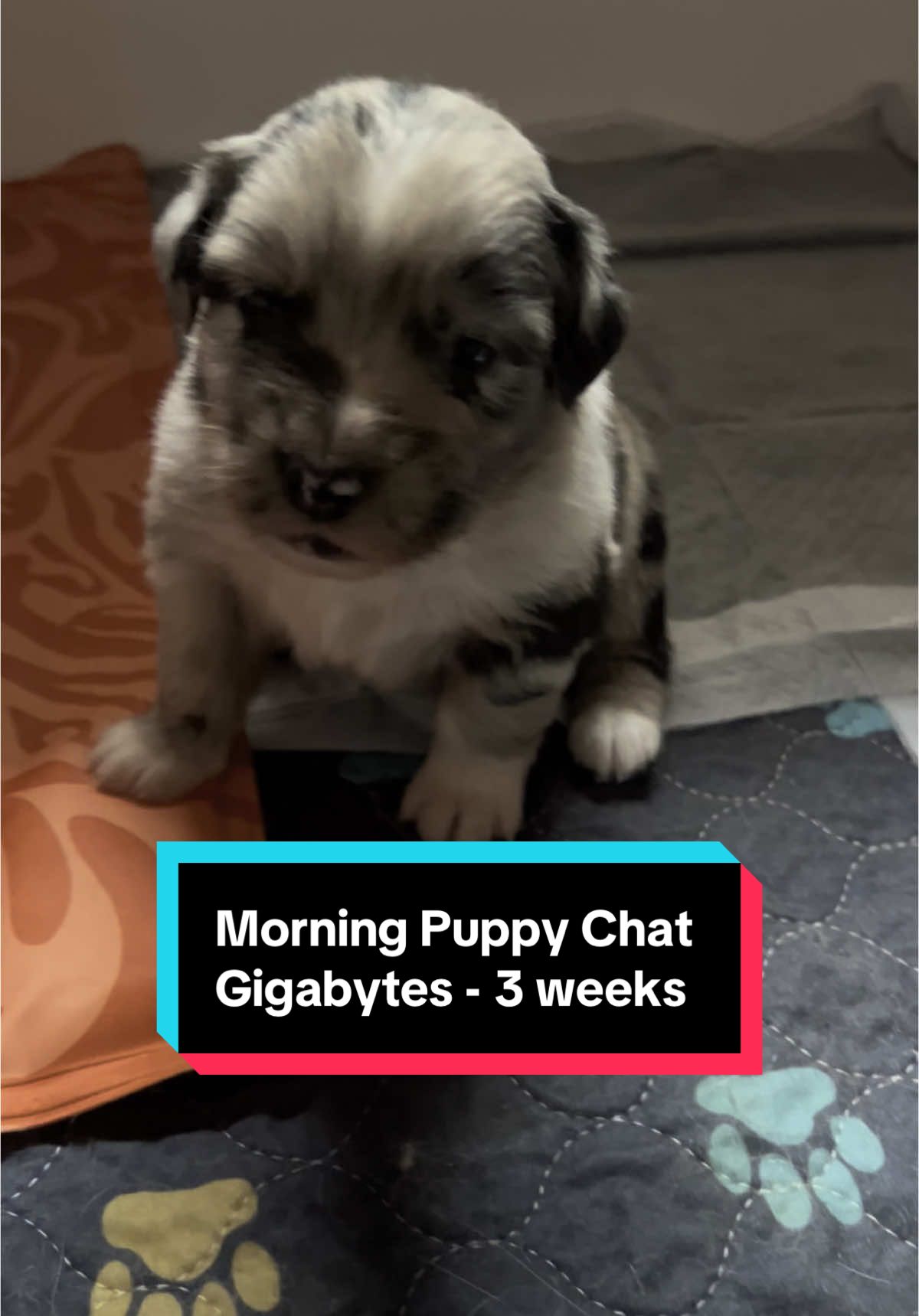 A post by @telltaleaussie on TikTok caption: Morning puppy chats. Navi has a lot to say ! #gigabytes #australianshepherd #aussieswithtails #undockedaussie #aussie #undockedaussie #telltaleaussie #skyquakeaussies #puppyraising #puppy #cute 