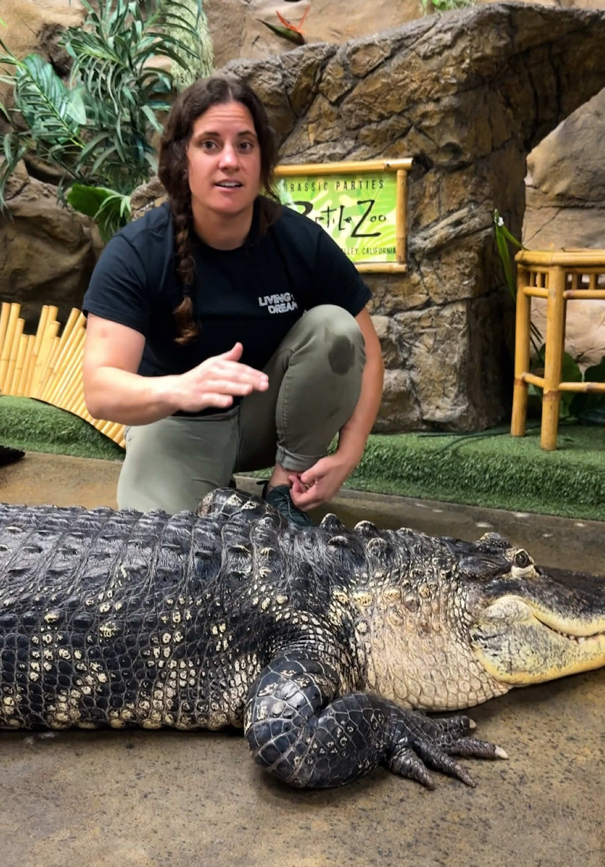 A post by @thereptilezoo on TikTok caption: In the world of Gators size definitely matters😅 The biggest gators are the ones who rule the swamp👑 Gators pretty much know who’s in charge and they stay out of the way unless they want trouble from the boss😳