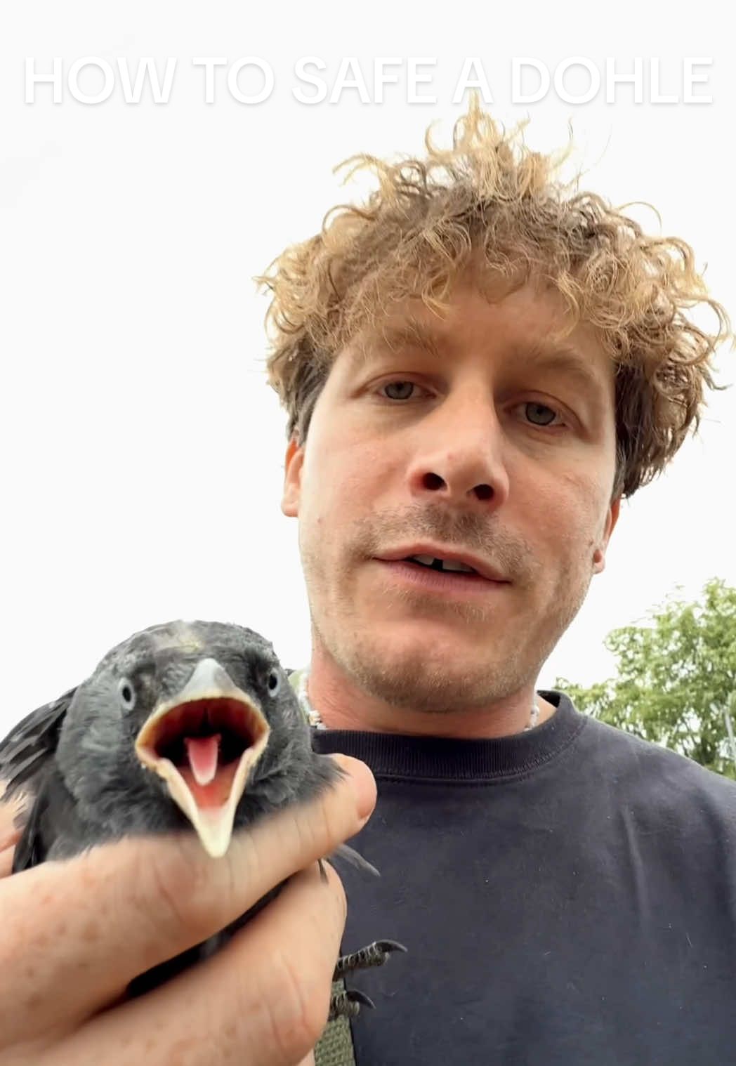 A post by @malte.zierden on TikTok caption: HOW TO SAFE A DOHLE 1. Karton besorgen und sichern 2. mit Jagdpächter abklären  3.Auswilderungsstation kontaktieren und abgeben 