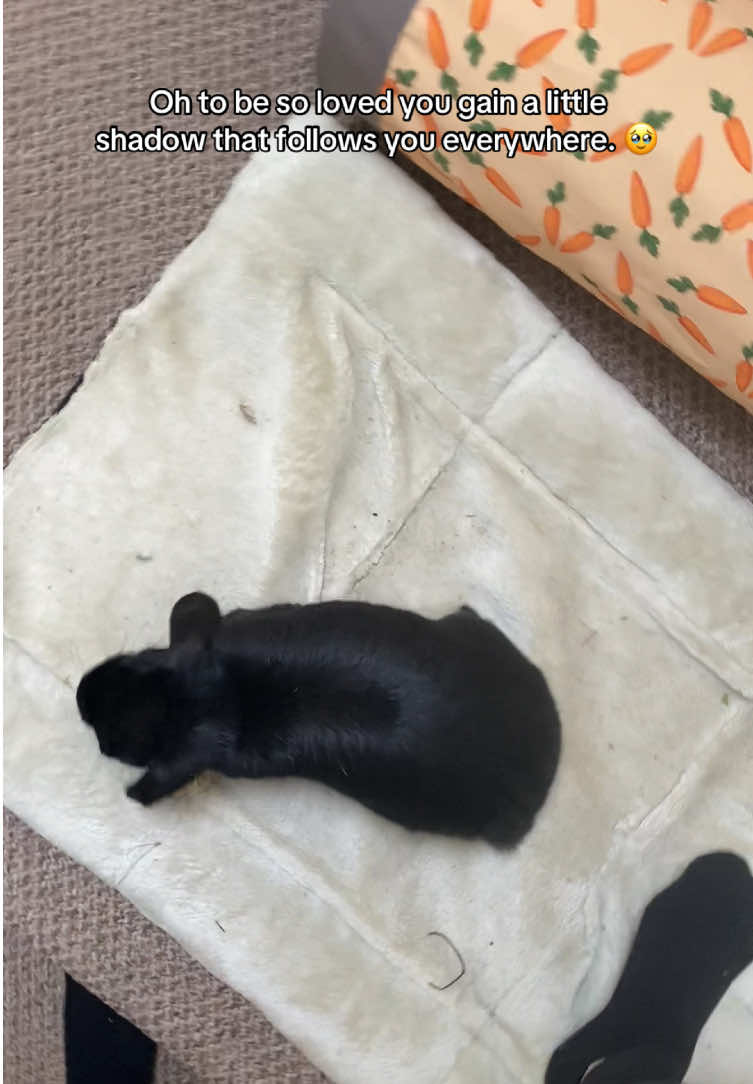 A post by @hazelnut_the_bunny on TikTok caption: I remember when I brought her home first and she used to cower in the corner because she’d known nothing but abuse. 5years later and she’s the happiest girl. #freeroambunny #rescueanimals #rescuerabbit #adoptdontshop 