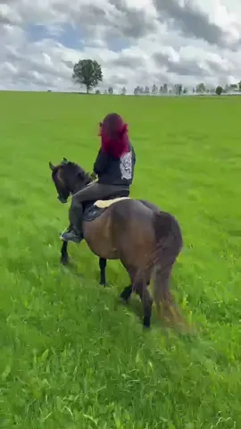 A post by @vannyleinchen on TikTok caption: #rennpony🐎 #deutschesreitpony 